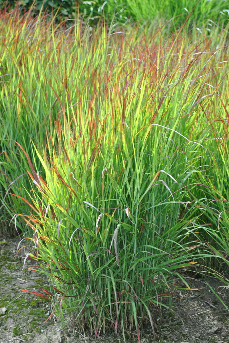Панікум virgatum Shenandoah (Vitroflora)