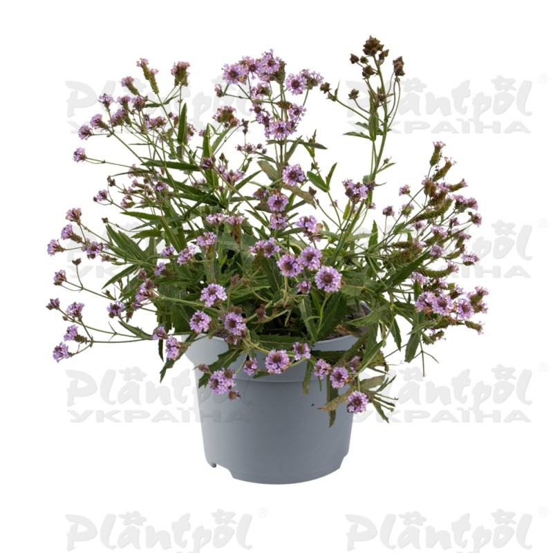 Вербена rigida Polaris Sky Blue (84 палета/Florensis)