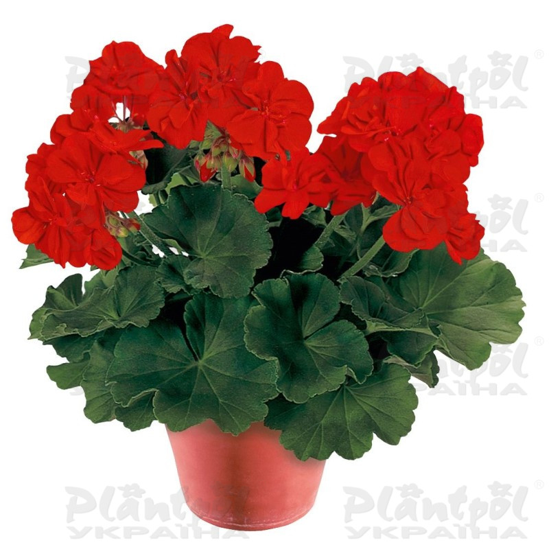 Пеларгоні зональна Conte Rubino