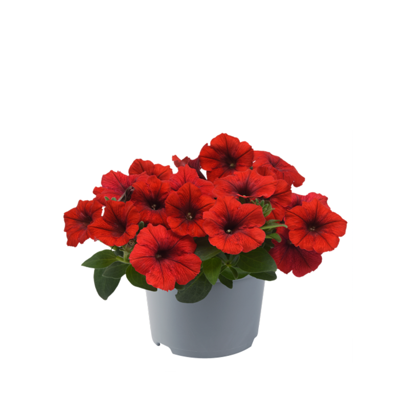 Петунія ампельна E3 Easy Wave™ F1 Bright Red (288 палета/Florensis)