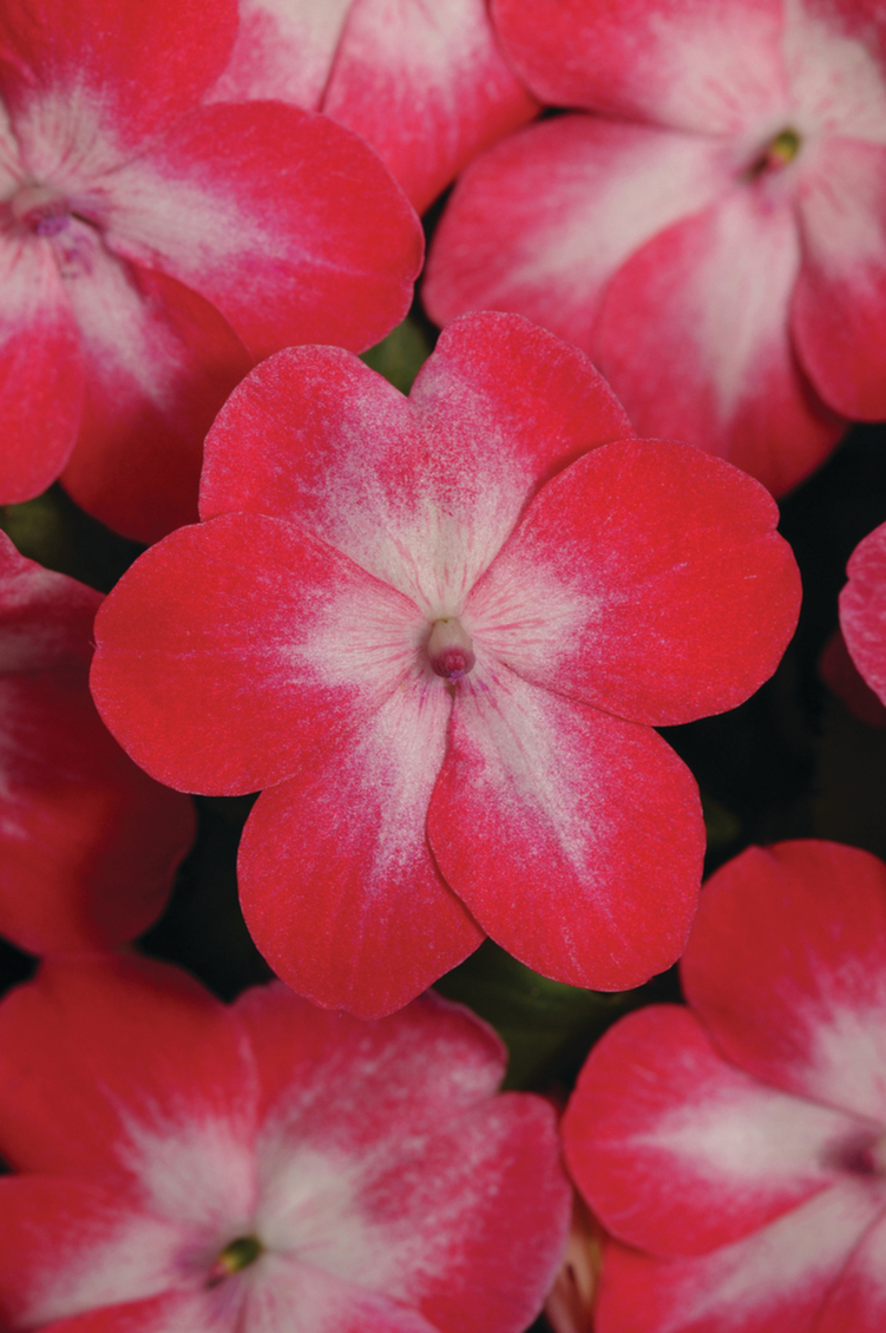 Імпатієнс walleriana DeZire Red Starburst (288 палета/Florensis)