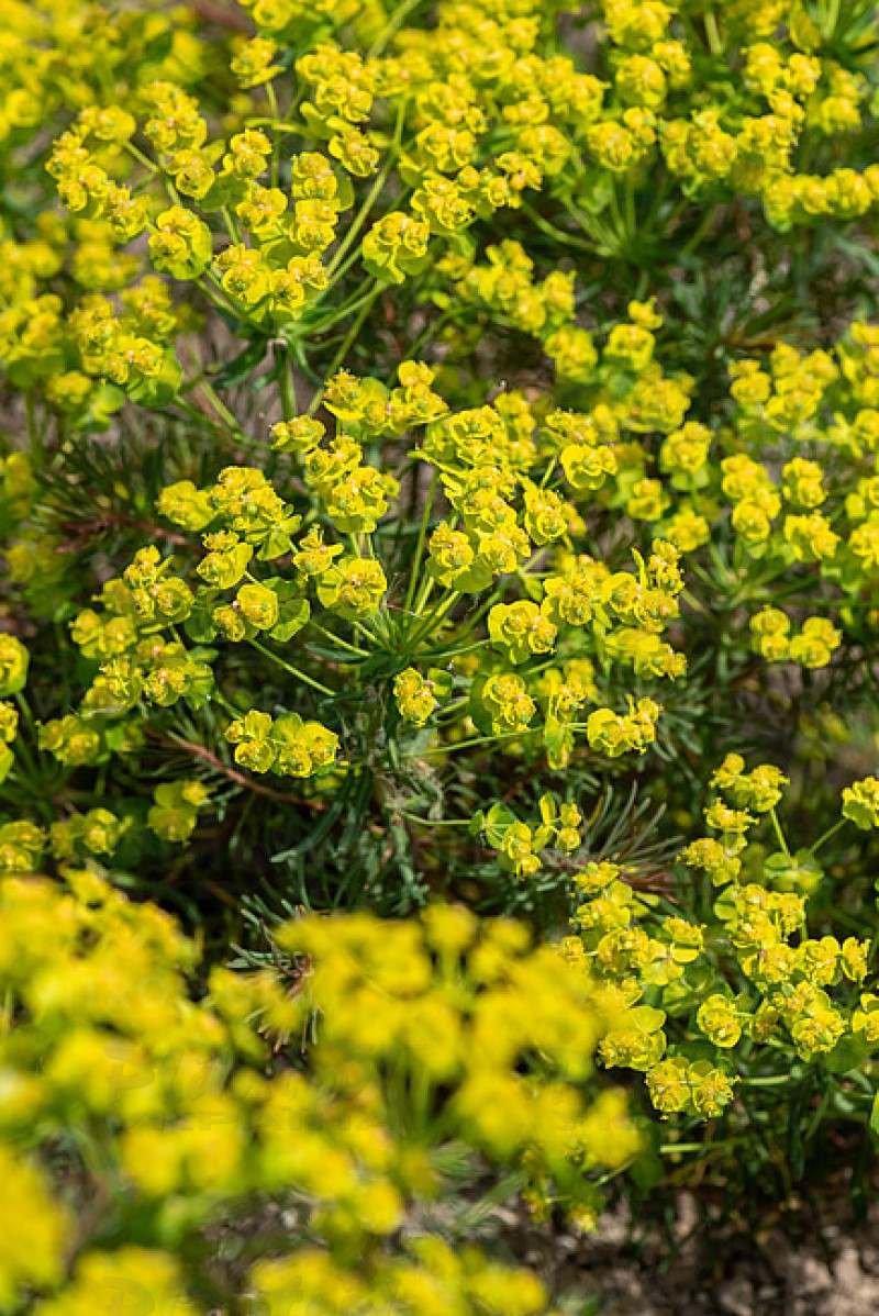 Еуфорбія Fens Ruby (Vitroflora)