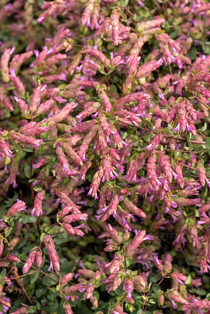 Ориганум Bristol Cross (Vitroflora)