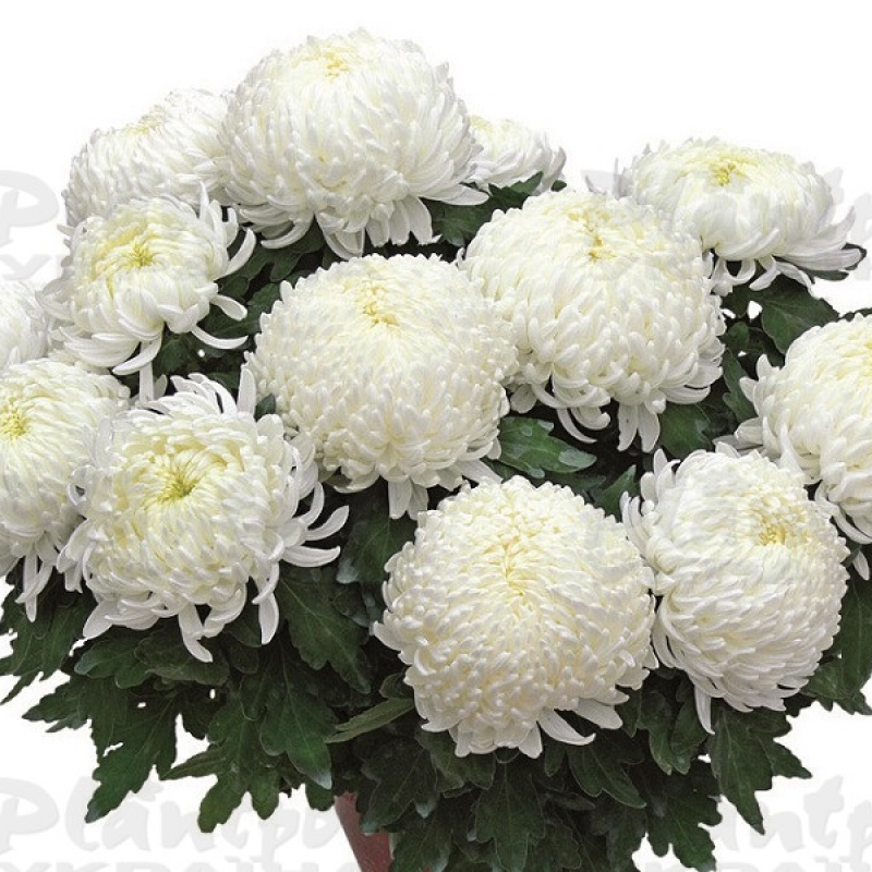 Хризантема великоквіткова горшкова Bilkis