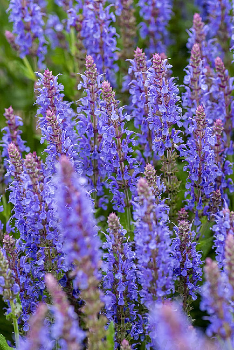 Шавлія nemorosa Blauhugel (Vitroflora)