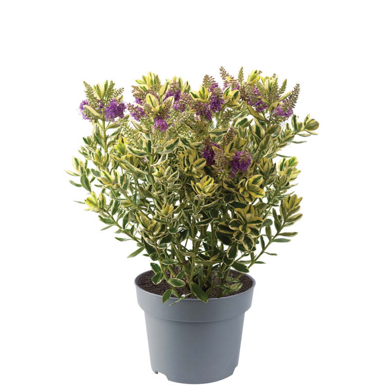 Хебе andersonii Variegata Impr
