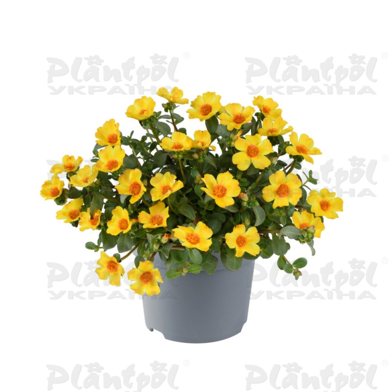 Портулак Pazzaz Nano Yellow Twist (180 палета/Florensis)