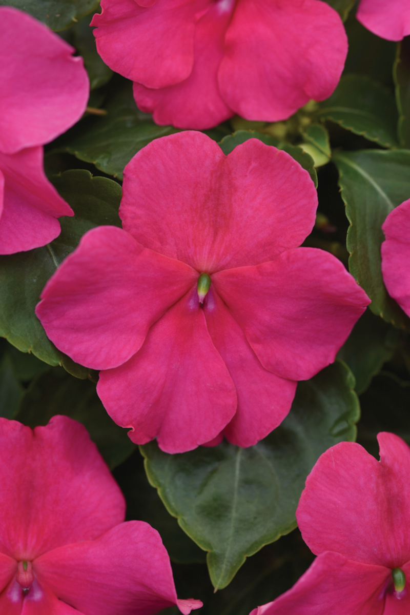 Імпатієнс walleriana Beacon Rose