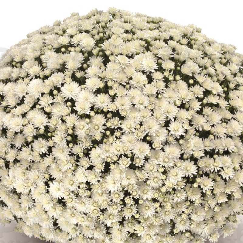 Хризантема дрібноквіткова горшкова Artemis White