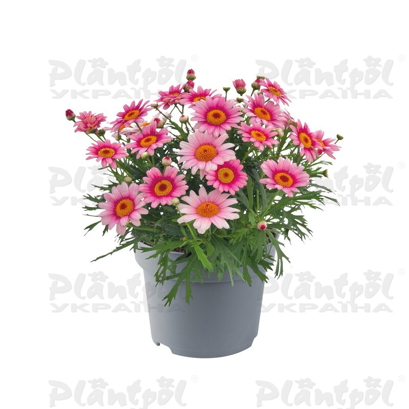 Аргирантемум Madeira Pink Halo (128 палета/Florensis)