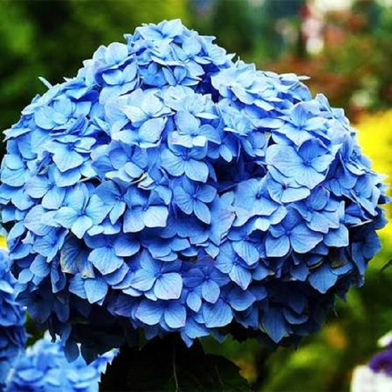 Гортензія крупнолиста Nikko Blue