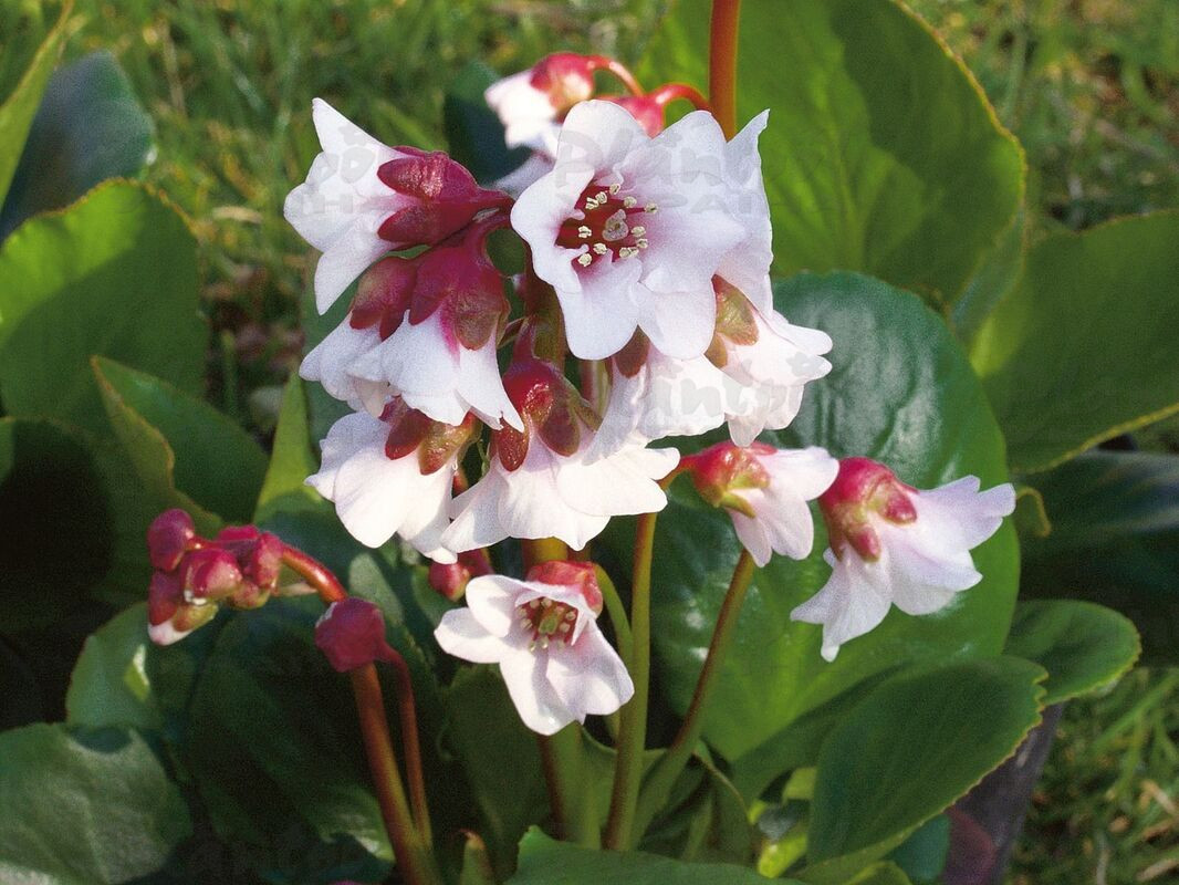 Бергенія Harzkristall (Plantpol)