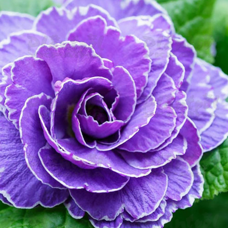 Примула Belarina Amethyst Ice