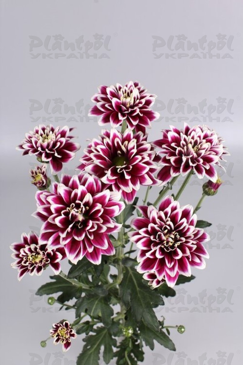 Хризантема зрізна галузкова Amethyst Dark (Vitroflora)