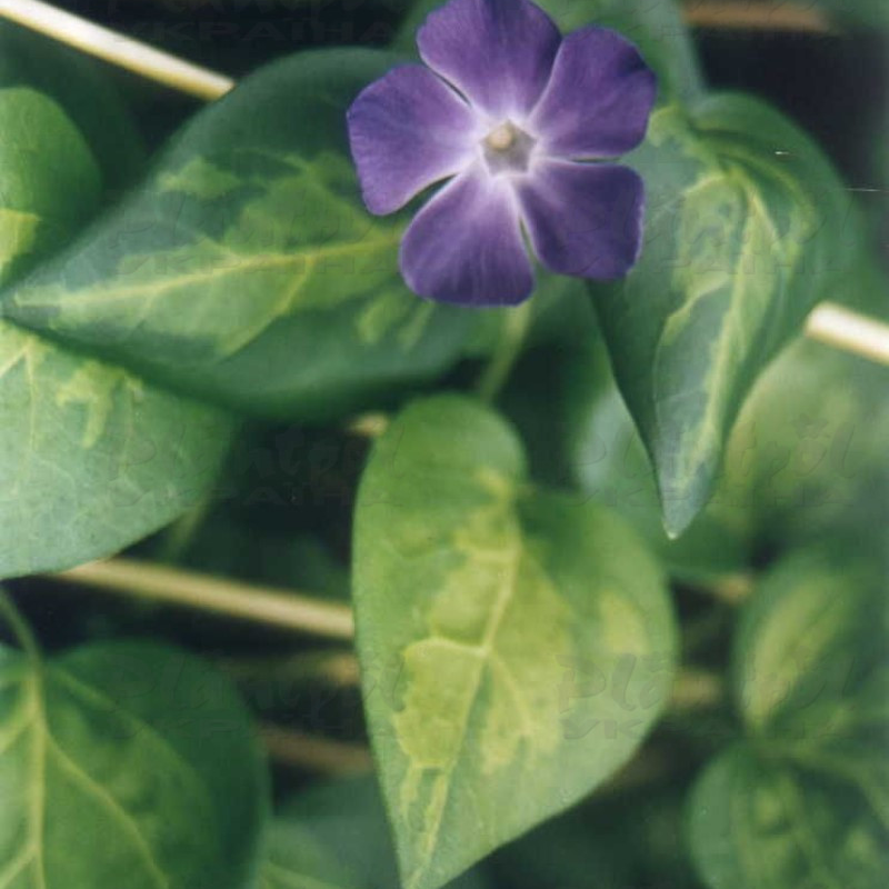 Барвінок (vinca) Reticulata
