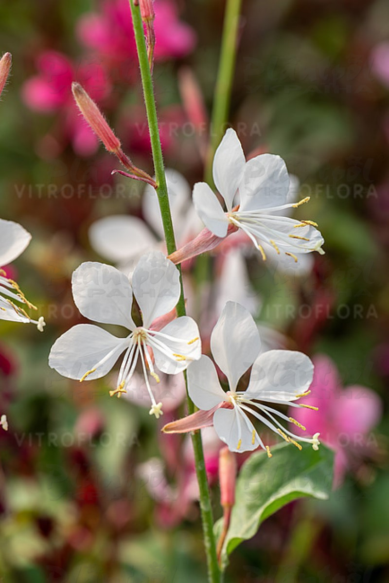 Гаура Flamingo White (Vitroflora)