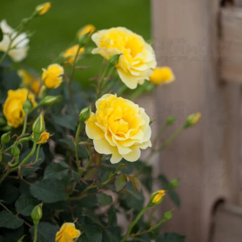 Фото 2