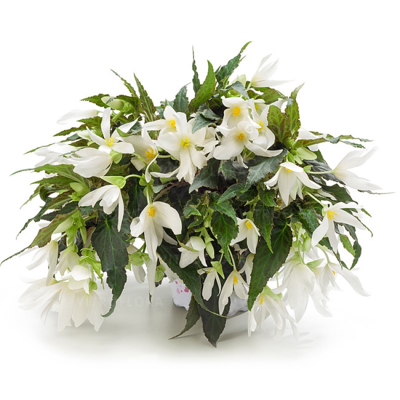 Бегонія Dreams Waterfall Encanto White Blush (Vitroflora)