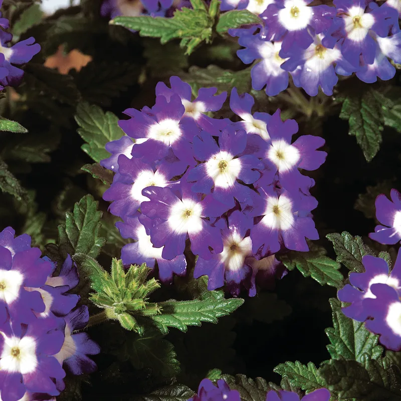 Фото 1