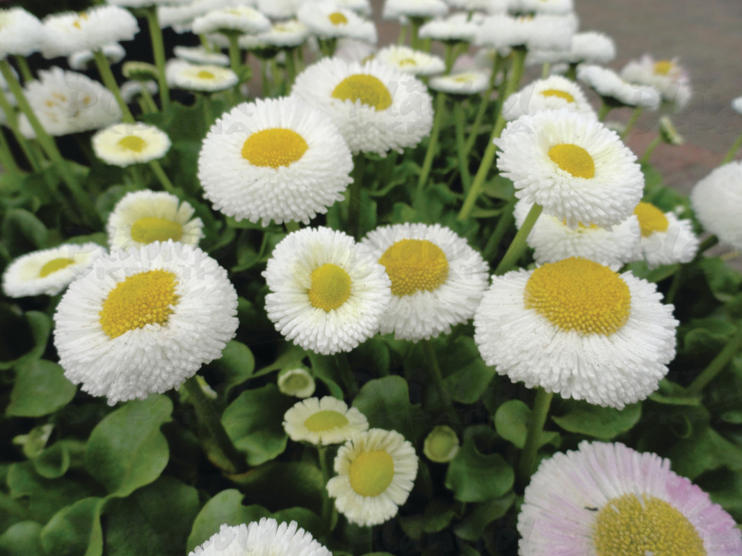 Стокротки bellis perennis Bella White (288 палета)