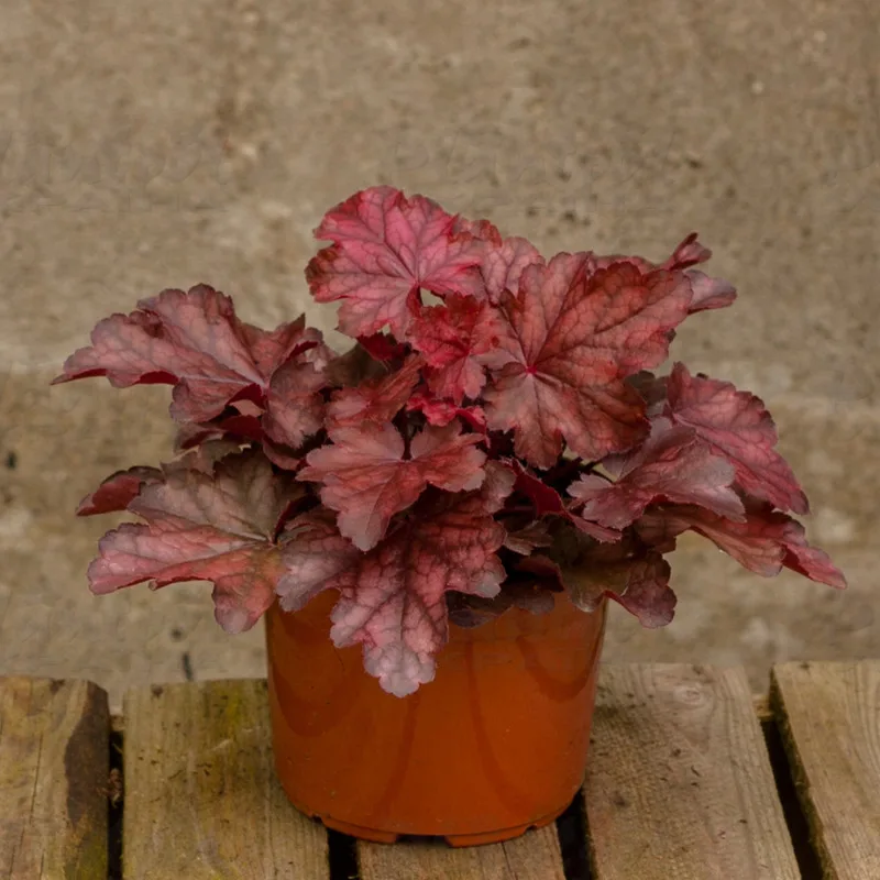 Фото 2