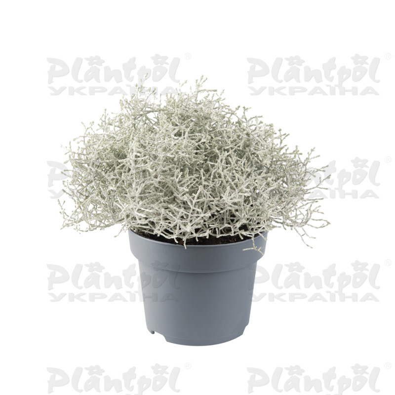Калоцефалус Electra compact Silver