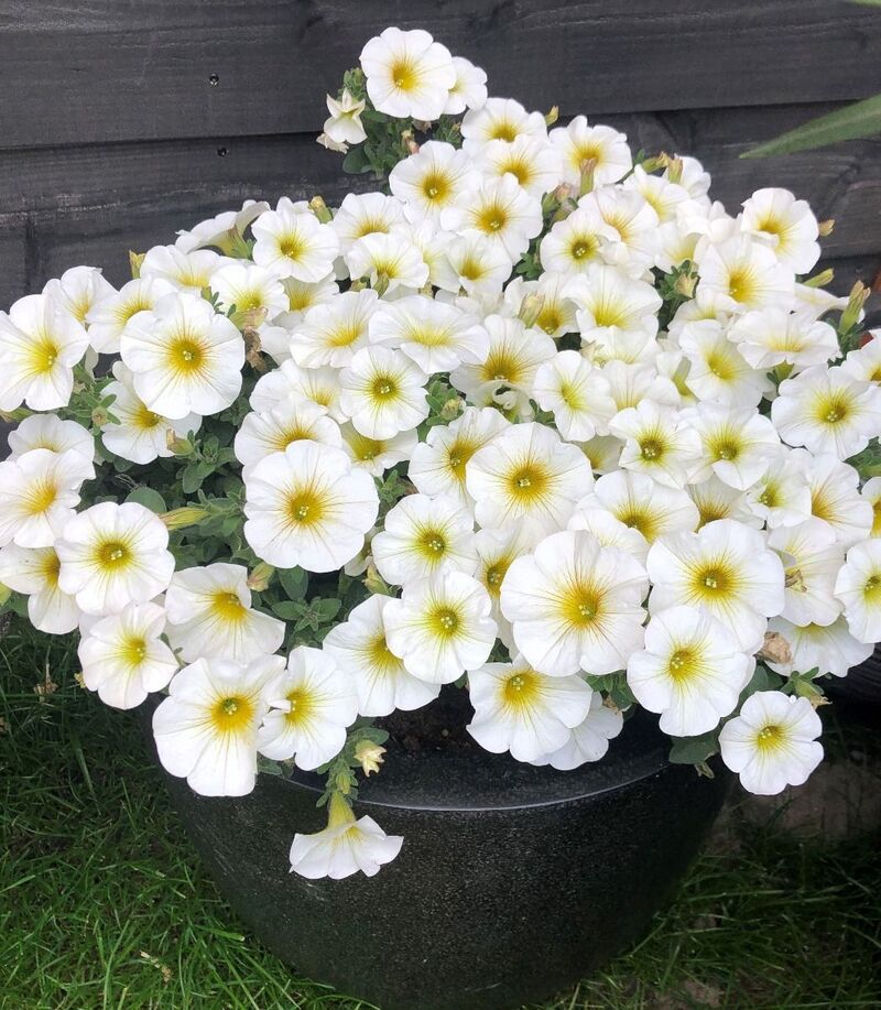 Петхоа Beautical Pearl White