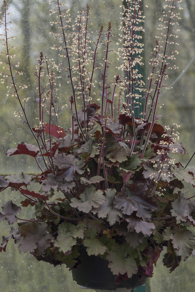 Гейхера Rex Red (Vitroflora)