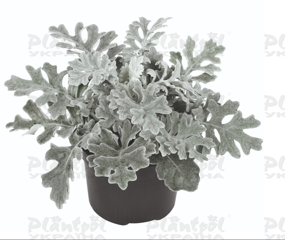 Цинерарія maritima Quick Swilver Compact (510 палета/Florensis)