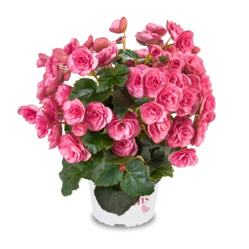 Бегонія Cottage Rhodee Pink