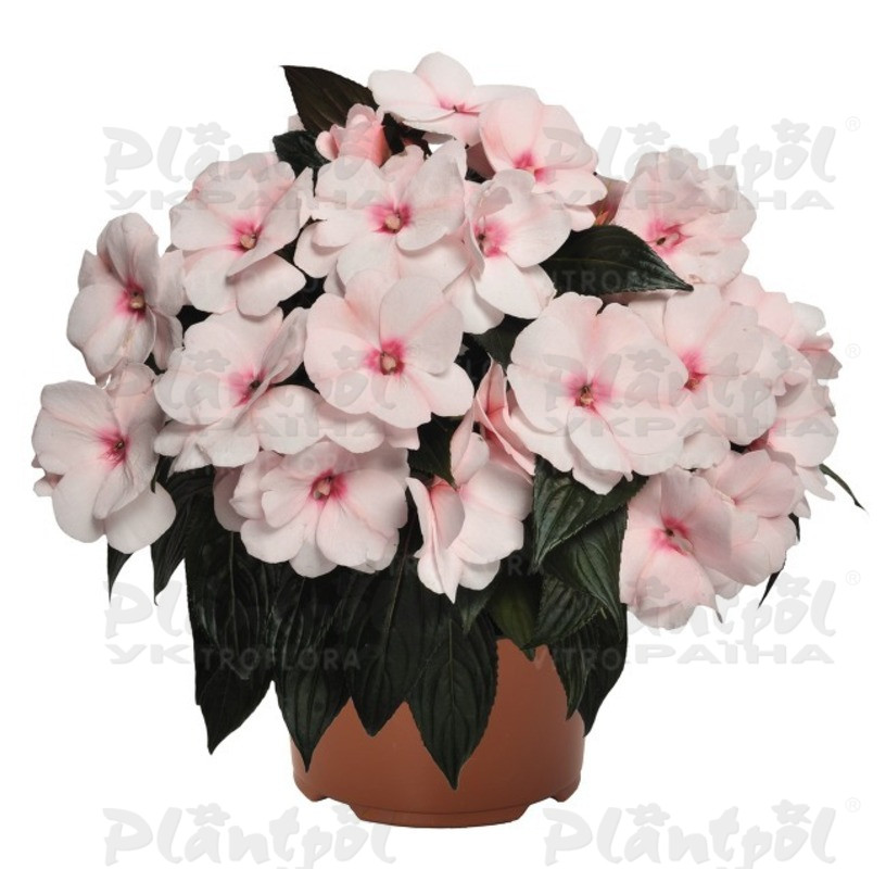 Імпатієнс New Guinea Magnum White Blush