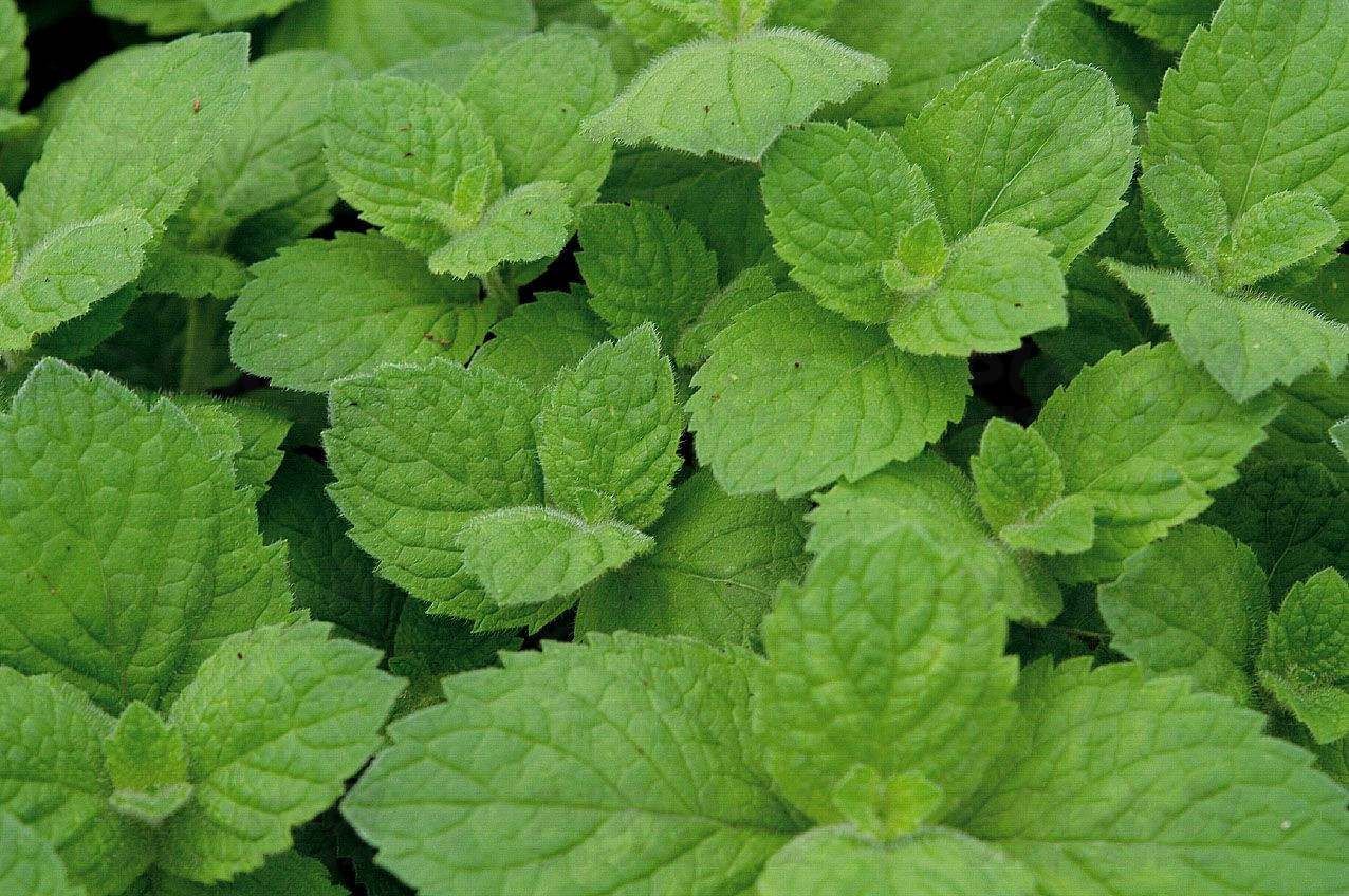 Колеус Cocoa Mint