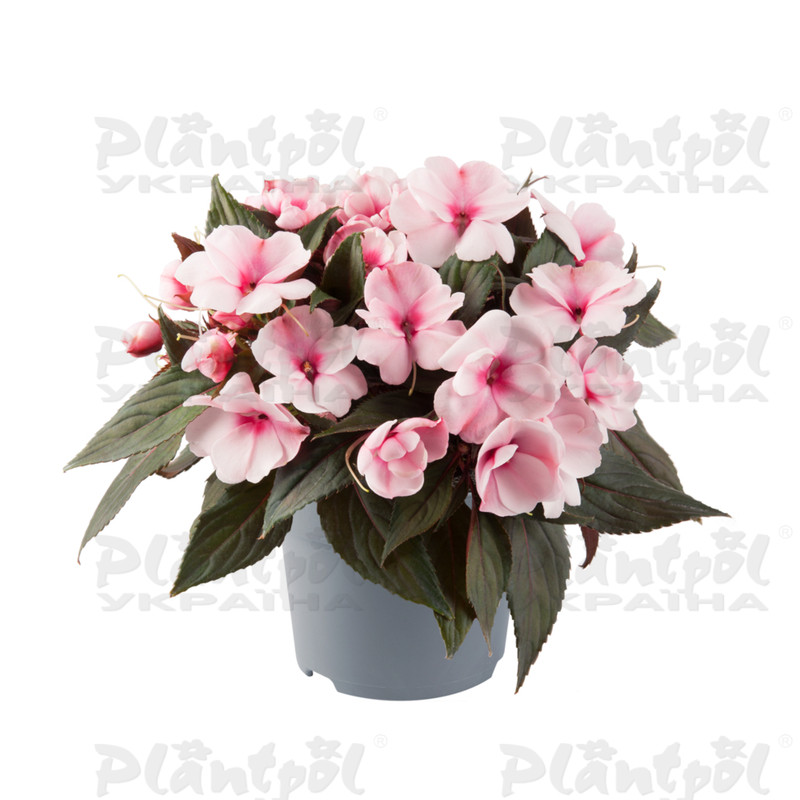 Імпатієнс New Guinea Clockwork DL Appleblossom