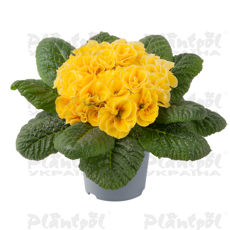 Примула vulgaris Pom Pom F1 Early Yellow