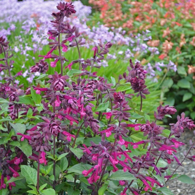 Шавлія hybrida Love and Wishes
