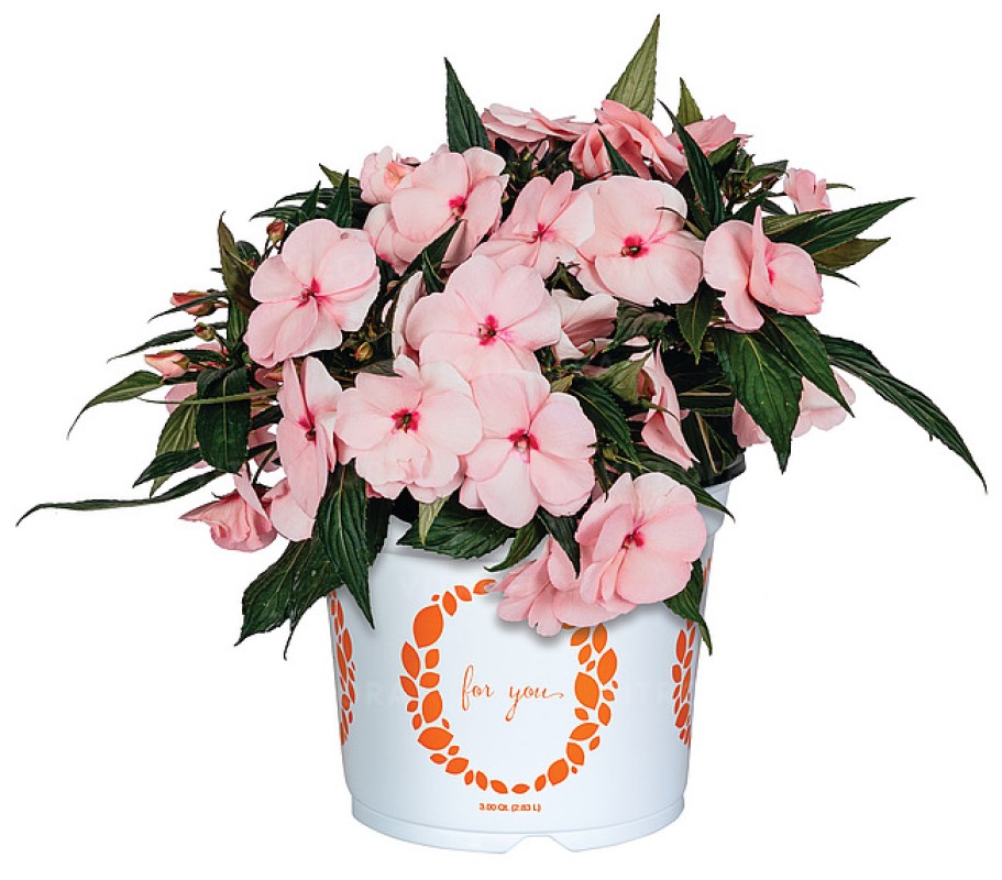 Імпатієнс New Guinea Magnum Soft Pink