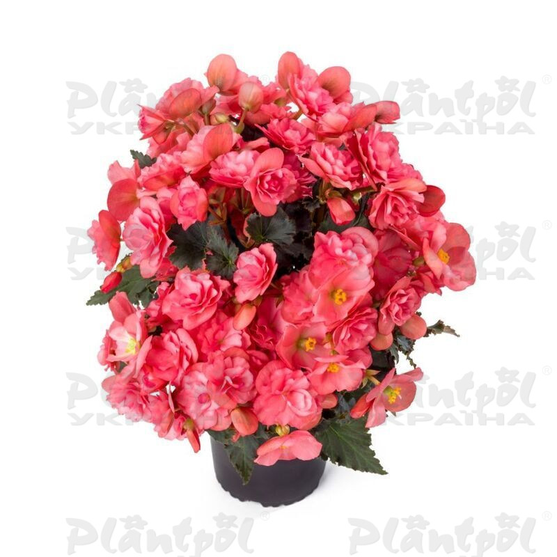 Бегонія Cottage Chloe Coral Pink