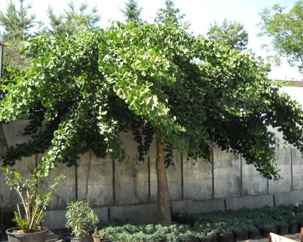 Гінкго Білоба Pendula