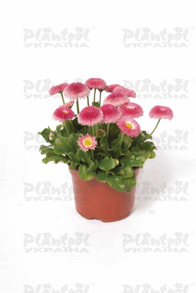 Стокротки bellis perennis Bellissima Rose Bicolour (288 палета)