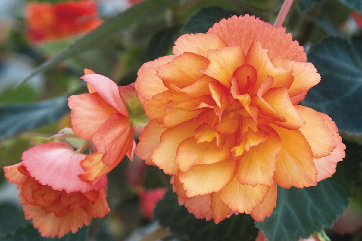 Бегонія Тuberhybrida Illumination® F1 Golden Picotee (84 палета/Florensis)