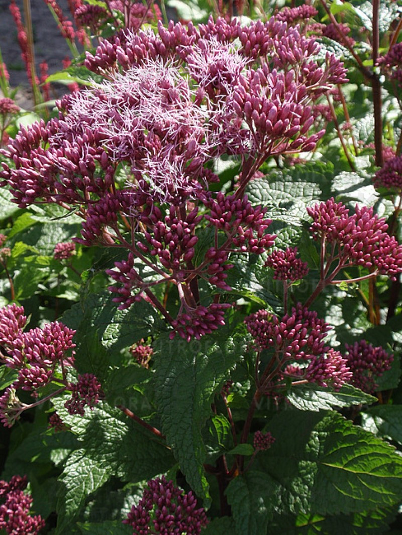 Еупаторіум Red Dwarf (Vitroflora)