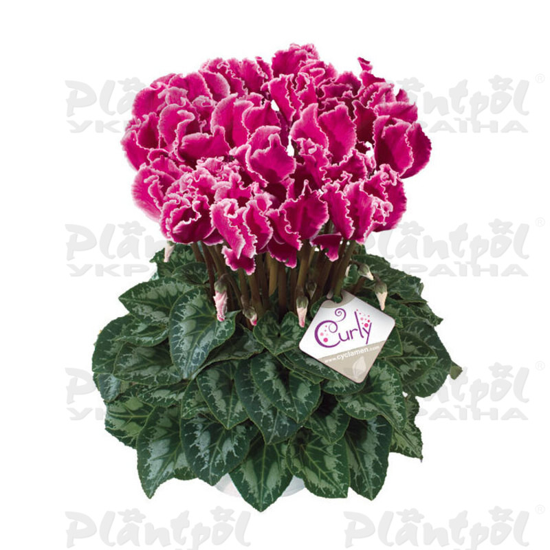 Цикламен Halios Curly Magenta Lisere (Magenta With Edge)