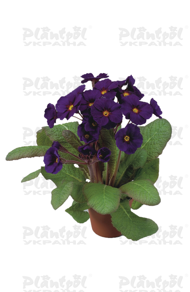 Примула vulgaris Stella F1 Blue