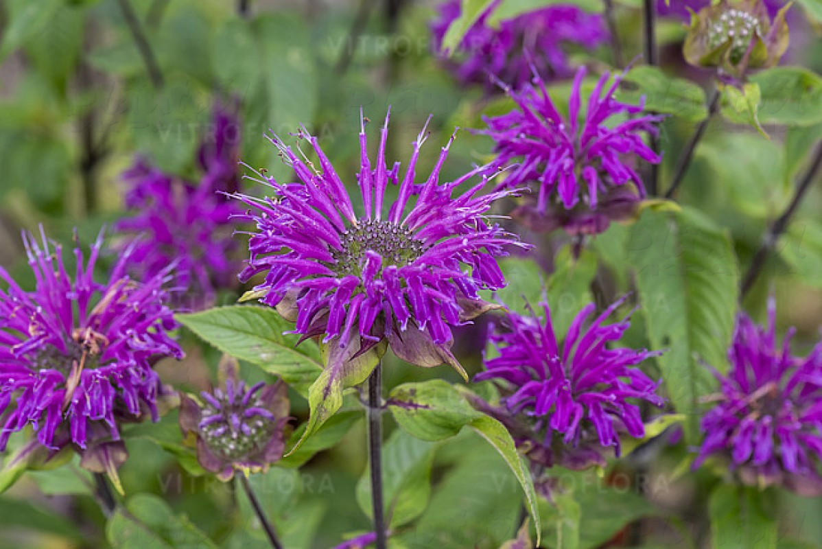 Монарда Prariеnacht ( Vitroflora)