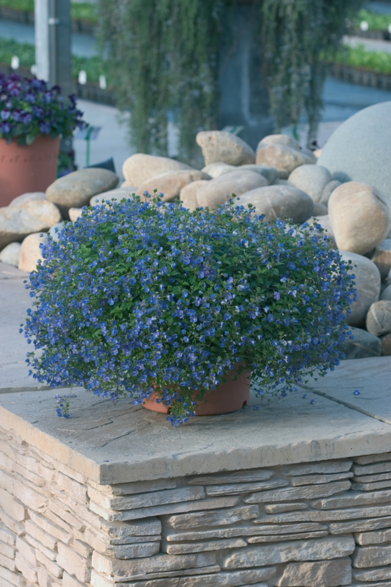 Вероніка peduncularis Georgia Blue (180 палета/Florensis)
