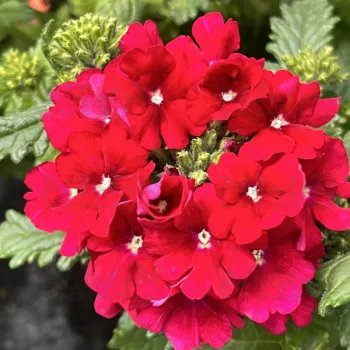Фото 2