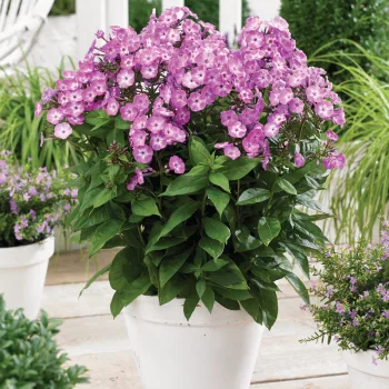 Фото 1