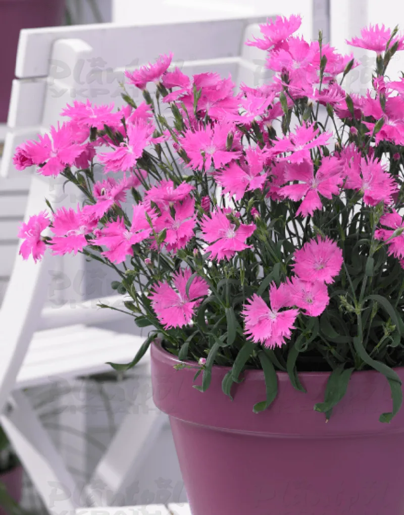 Гвоздика Suntory Pink (Plantpol)