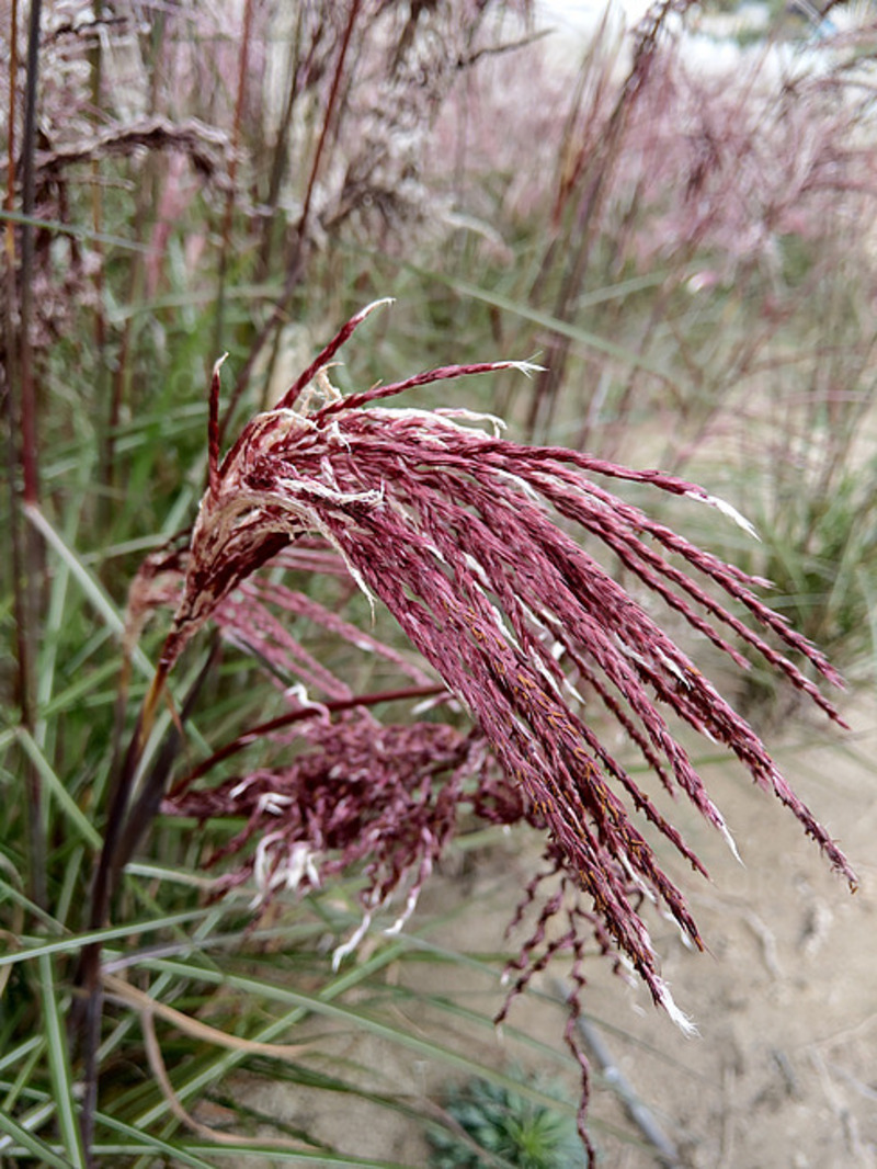 Міскантус sinensis Boucle