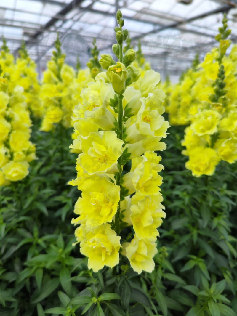 Антірінум majus DoubleShot Yellow (288 палета/Florensis)